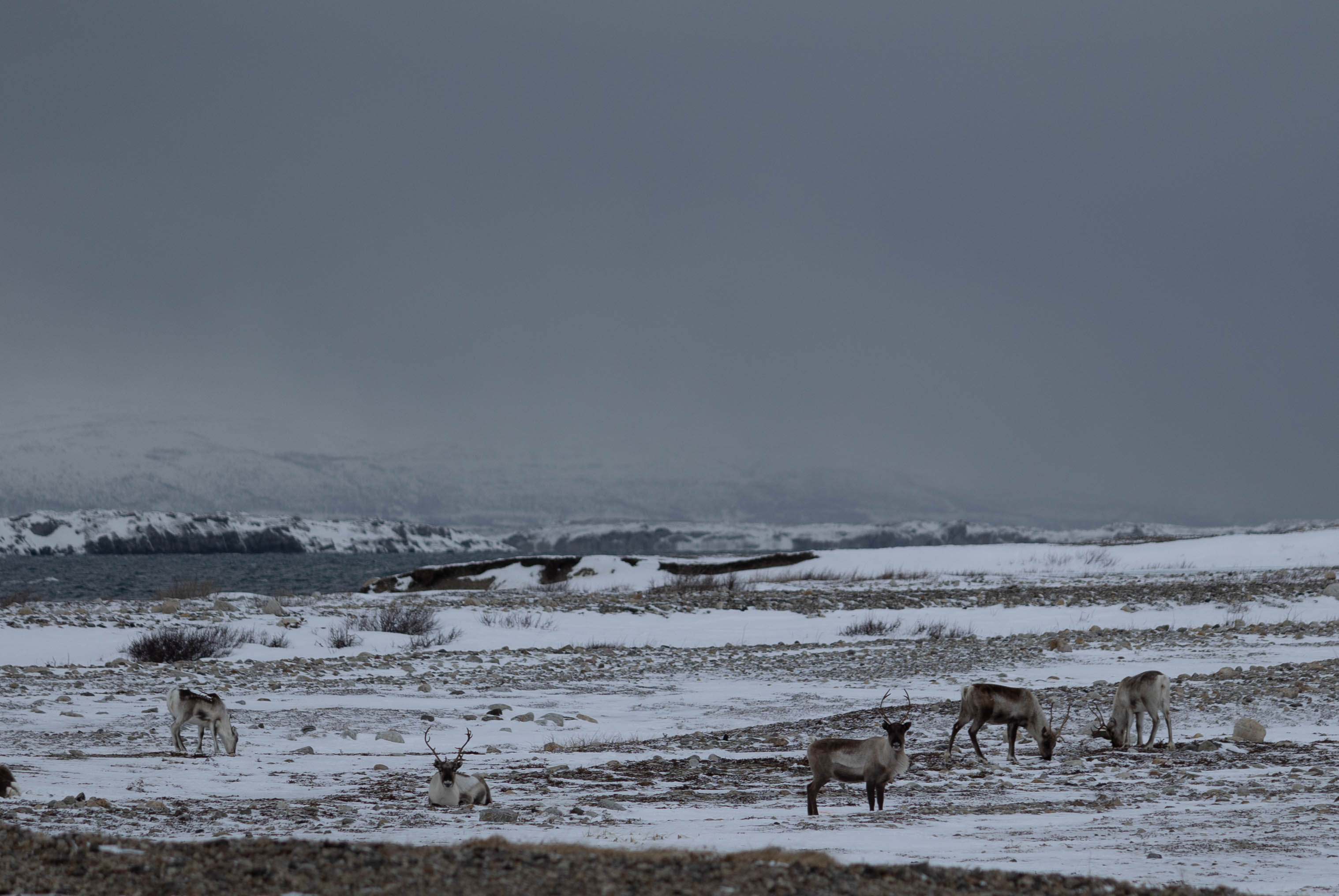 Reindeer looking at the viewer