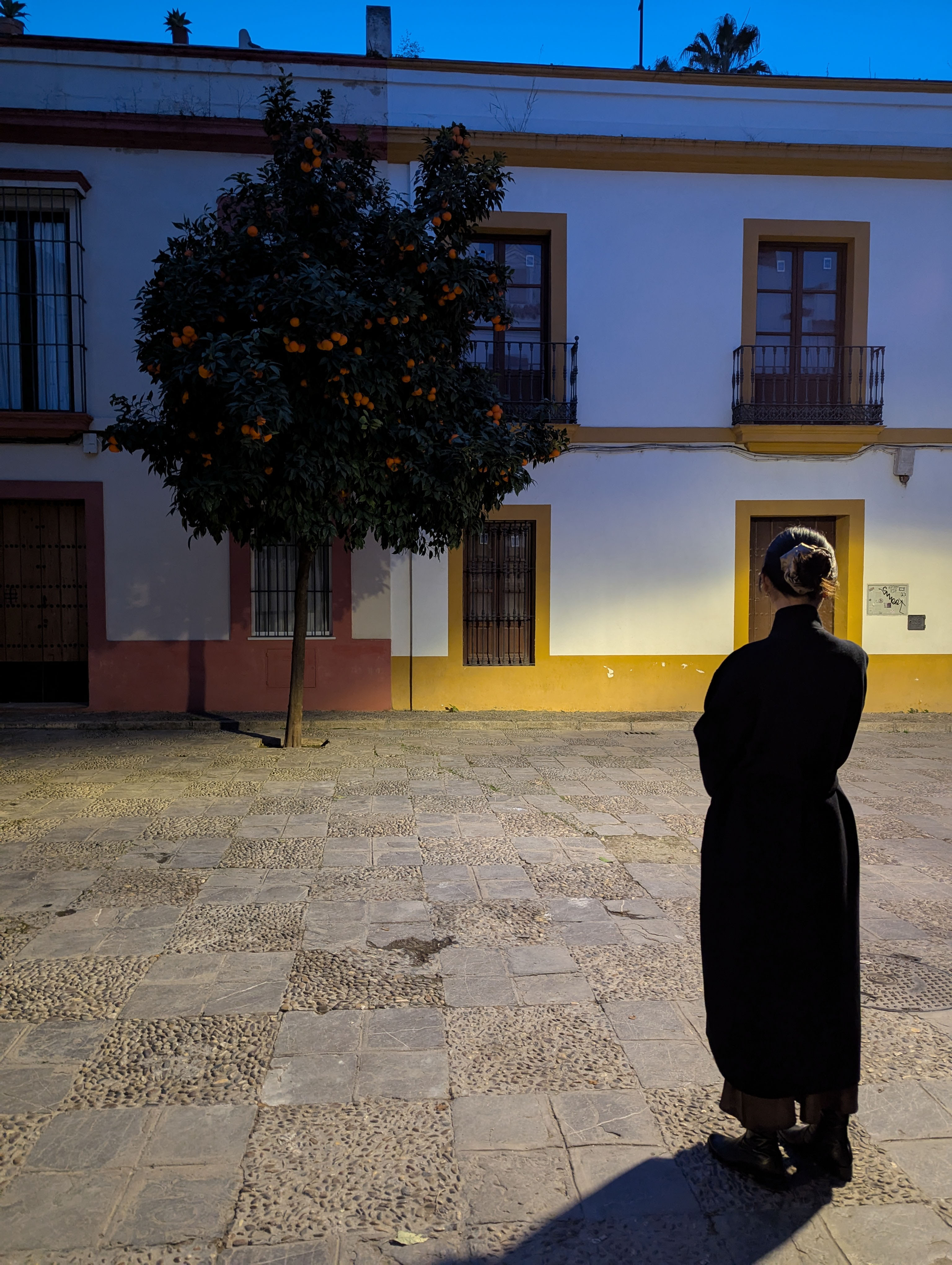 Looking at the orange tree